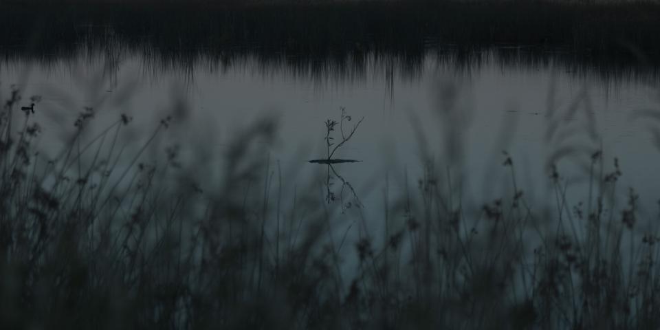 A single branch rises from the surface.
Its reflection completes it.
Reeds blur the edges of the frame.
The lake holds everything in suspension.
No wind.
Only a quiet axis between above and below.