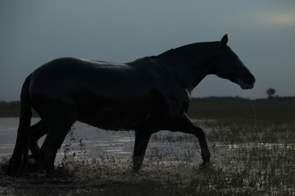 A horse moves through shallow water.
Its body is almost entirely shadow.
Each step fractures the surface, then leaves it trembling.
Light slides along the curve of its back.
No reins.