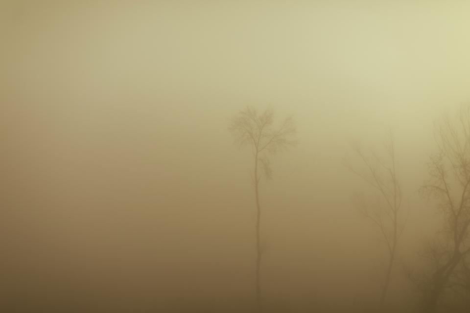 Fog devours the horizon.
A single tree rises, barely visible.
Everything dissolves into ochre air.
The world narrows to silhouette.
Silence thickens.